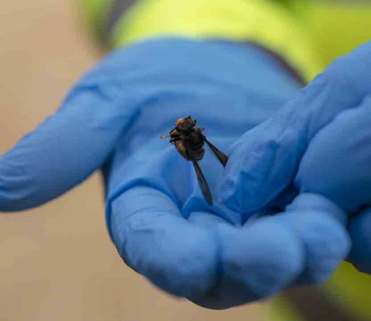 Balance de situación de la avispa velutina en Barcelona Balance de situación de la avispa velutina en Barcelona
