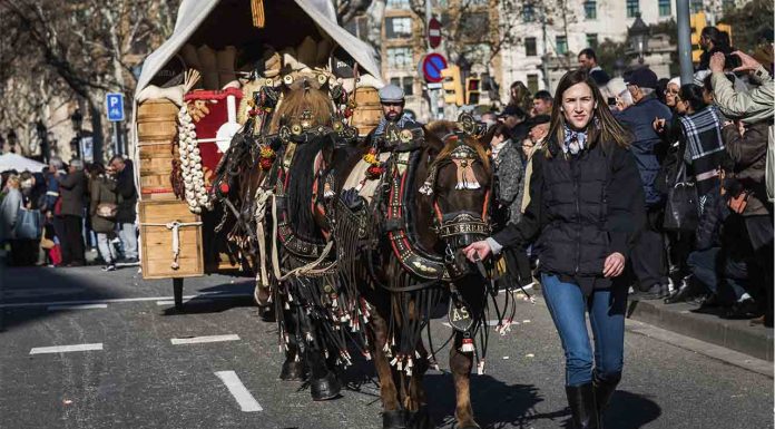 La cabalgata de los Tres Tombs de Sant Antoni homenajeará al mundo sanitario La cabalgata de los Tres Tombs de Sant Antoni homenajeará al mundo sanitario