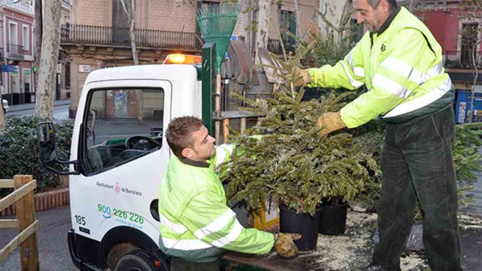El Ayuntamiento tendrá 227 puntos de recogida de árboles de Navidad