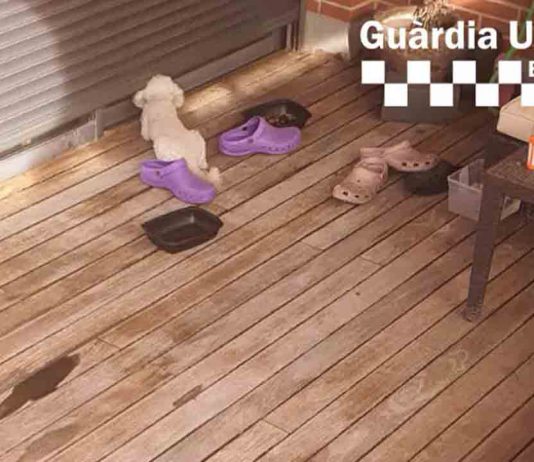 Rescatan un perro abandonado en una terraza en Poblenou Rescatan un perro abandonado en una terraza en Poblenou
