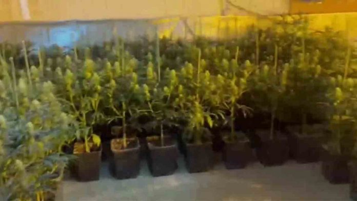 Decomisan 100 kilos de marihuana en una casa ocupada en Abrera