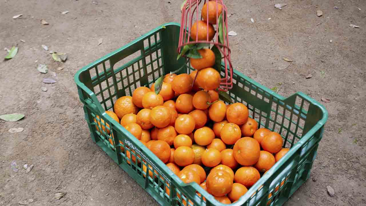 La recogida de naranjas para hacer mermelada se extiende a cinco distritos