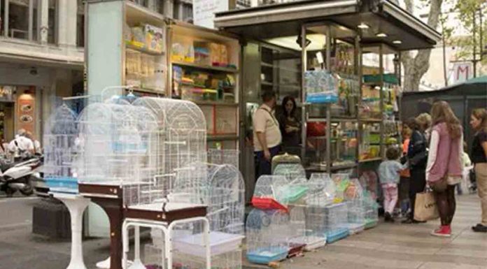 Los pajareros de la Rambla serán desahuciados este mes de febrero Los pajareros de la Rambla serán desahuciados este mes de febrero