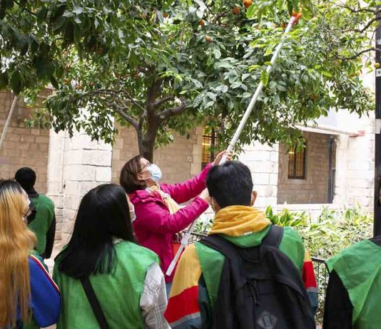 La recogida de naranjas para hacer mermelada se extiende a cinco distritos La recogida de naranjas para hacer mermelada se extiende a cinco distritos