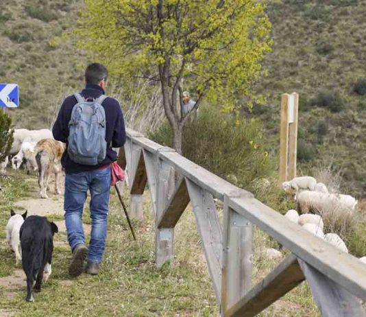 Comienza el pasto controlado en el Parque de Collserola para prevenir los incendios Comienza el pasto controlado en el Parque de Collserola para prevenir los incendios