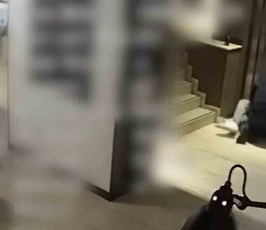 Vídeo: Detenido en un hotel de Gràcia un peligroso traficante reclamado por Alemania Detenido en un hotel de Gràcia un peligroso traficante reclamado por Alemania