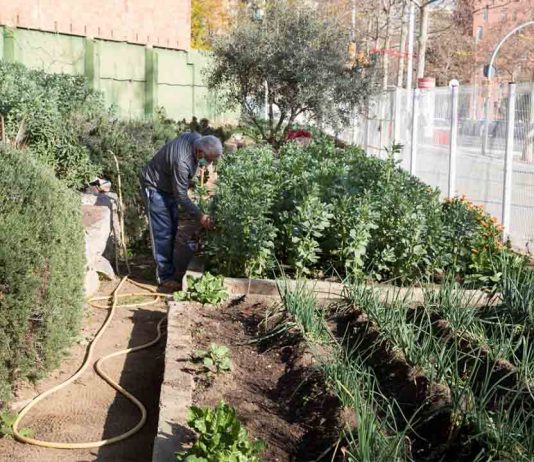 El ayuntamiento saca a concurso siete solares para fomentar los huertos urbanos El ayuntamiento saca a concurso siete solares para fomentar los huertos urbanos