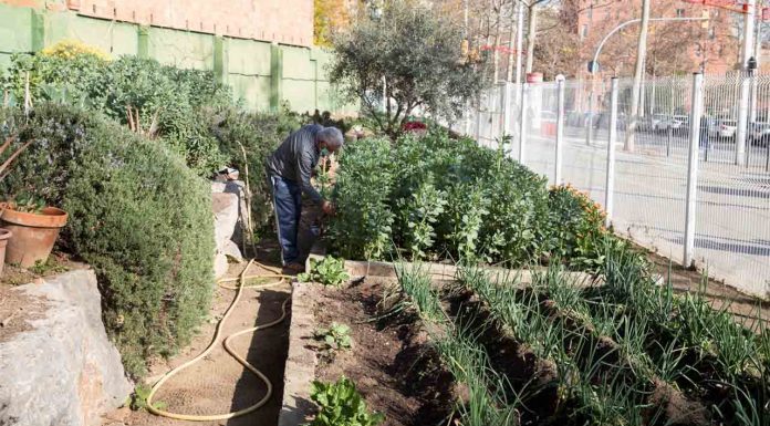 El ayuntamiento saca a concurso siete solares para fomentar los huertos urbanos El ayuntamiento saca a concurso siete solares para fomentar los huertos urbanos