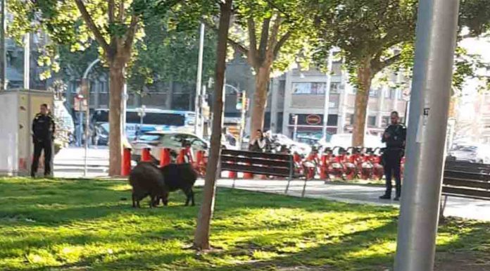 Vídeo: La Guàrdia Urbana persigue a dos jabalíes por las calles de la Sagrera La Guàrdia Urbana persigue a dos jabalíes por las calles de la Sagrera