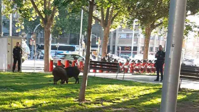 La Guàrdia Urbana persigue a dos jabalíes por las calles de la Sagrera