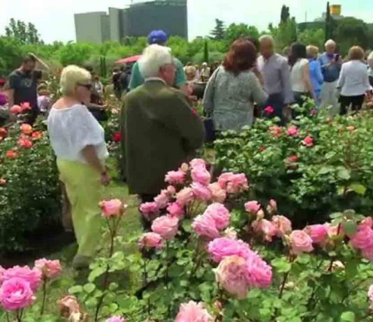 Barcelona celebra el 22 Concurso Internacional de Roses Noves del 6 al 8 de mayo Barcelona celebra el 22 Concurso Internacional de Roses Noves del 6 al 8 de mayo