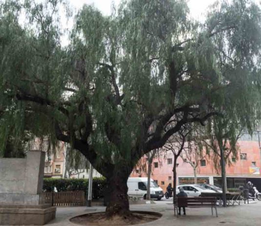 Barcelona incorpora 32 árboles en el Catálogo de árboles de interés local