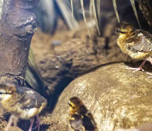 Vídeo | Nacen en el Zoo de Barcelona cuatro polluelos de faisán de Edwards, en peligro de extinción Nacen en el Zoo de Barcelona cuatro polluelos de faisán de Edwards, en peligro de extinción