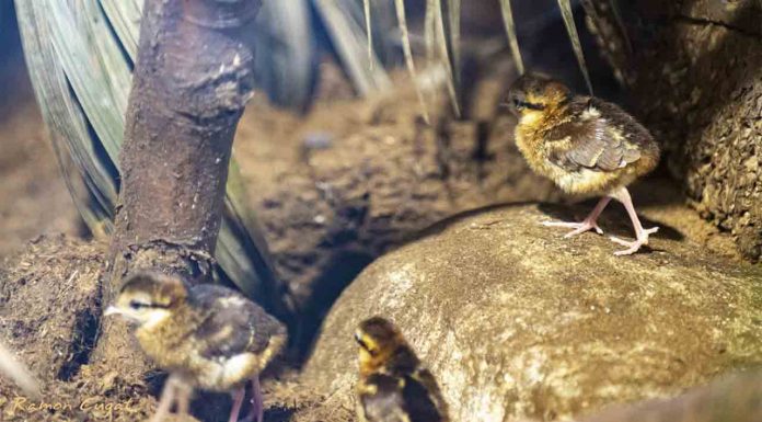 Vídeo | Nacen en el Zoo de Barcelona cuatro polluelos de faisán de Edwards, en peligro de extinción Nacen en el Zoo de Barcelona cuatro polluelos de faisán de Edwards, en peligro de extinción