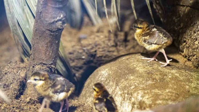 Nacen en el Zoo de Barcelona cuatro polluelos de faisán de Edwards, en peligro de extinción