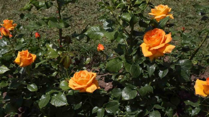 Se inaugura el Espacio de memoria de las Catorce Rosas en la Rosaleda de Cervantes