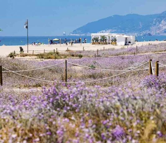 Una reserva de 17 especies de mariposas en las playas metropolitanas Una reserva de 17 especies de mariposas en las playas metropolitanas