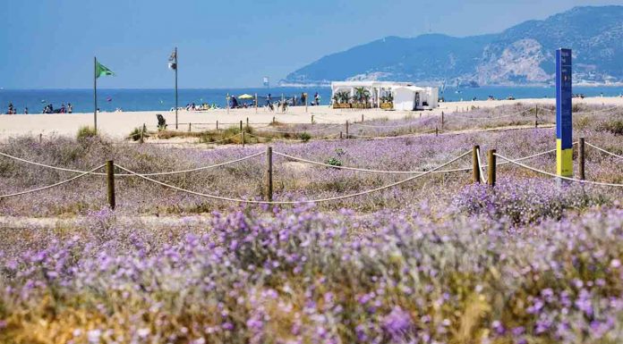 Una reserva de 17 especies de mariposas en las playas metropolitanas Una reserva de 17 especies de mariposas en las playas metropolitanas