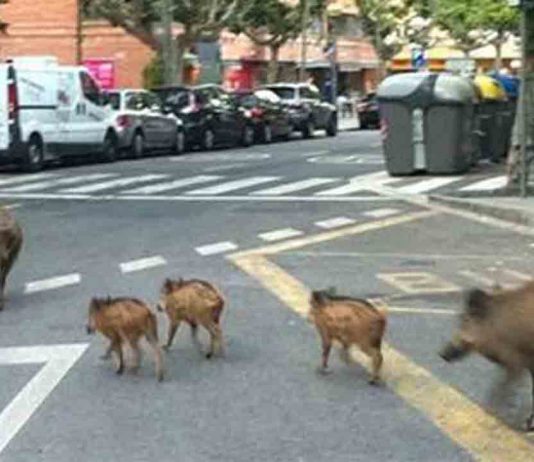 Situación crítica | Plan de acción contra los jabalíes en el casco urbano Situación crítica | Plan de acción contra los jabalíes en el casco urbano