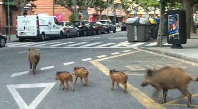 Situación crítica | Plan de acción contra los jabalíes en el casco urbano Situación crítica | Plan de acción contra los jabalíes en el casco urbano