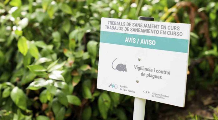 Barcelona refuerza el control de plagas contra ratas e insectos Barcelona refuerza el control de plagas contra ratas e insectos