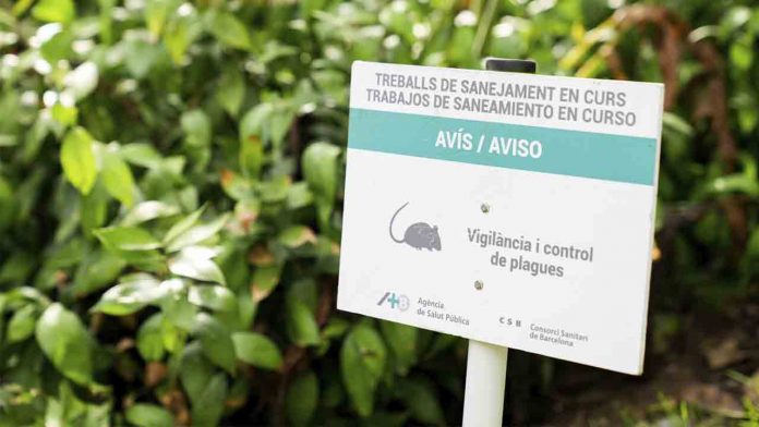 Barcelona refuerza el control de plagas contra ratas e insectos