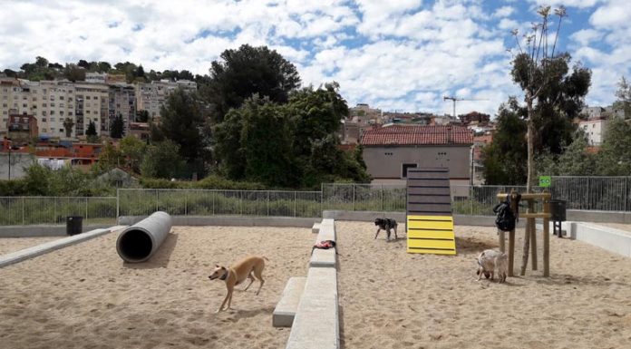 Se inician los trámites para las medidas de conducción de los perros en la ciudad Se inician los trámites para las medidas de conducción de los perros en la ciudad previstas en la ordenanza