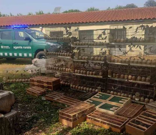 Desarticulan un grupo que comerciaba con pájaros protegidos en Cornellà y Viladecans Desarticulan un grupo que comerciaba con pájaros protegidos en Cornellà y Viladecans
