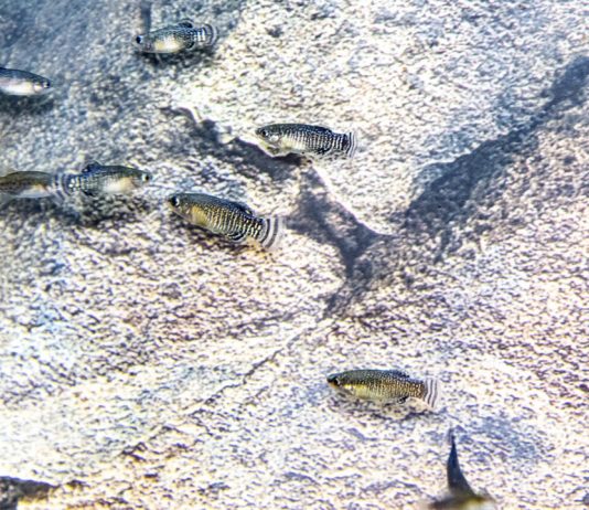 Reintroducen el Fartet, en peligro de extinción, en el Delta del Llobregat Reintroducen el Fartet, en peligro de extinción, en el Delta del Llobregat