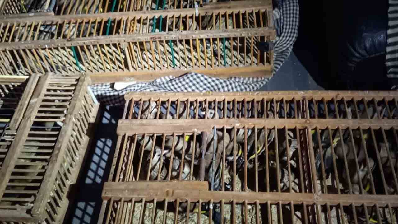Desarticulan un grupo que comerciaba con pájaros protegidos en Cornellà y Viladecans