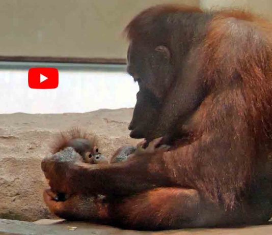 Nace un nuevo orangután en el Zoo de Barcelona Nace un nuevo orangután en el Zoo de Barcelona