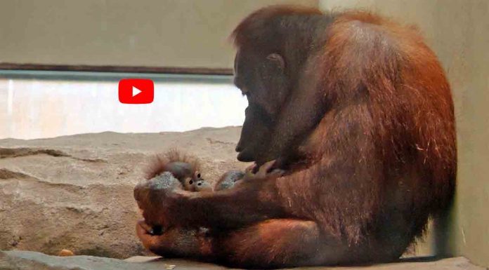 Nace un nuevo orangután en el Zoo de Barcelona Nace un nuevo orangután en el Zoo de Barcelona