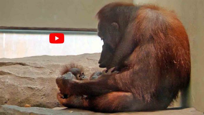 Nace un nuevo orangután en el Zoo de Barcelona