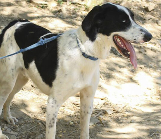 273 animales de compañía han sido adoptados en un semestre en Barcelona 273 animales de compañía han sido adoptados en en semestre en Barcelona