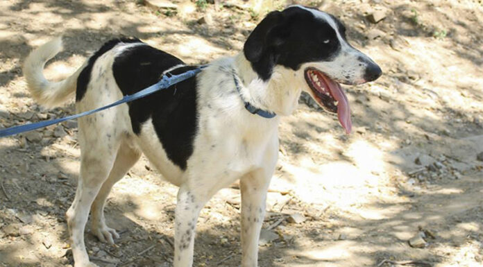 273 animales de compañía han sido adoptados en un semestre en Barcelona 273 animales de compañía han sido adoptados en en semestre en Barcelona