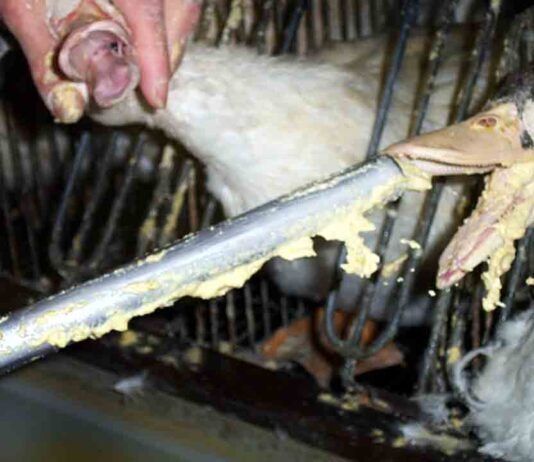 Barcelona expulsa el foie-gras del consistorio y denuncia el maltrato animal Barcelona expulsa el foie-gras del consistorio y denuncia el maltrato animal