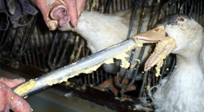 Barcelona expulsa el foie-gras del consistorio y denuncia el maltrato animal Barcelona expulsa el foie-gras del consistorio y denuncia el maltrato animal