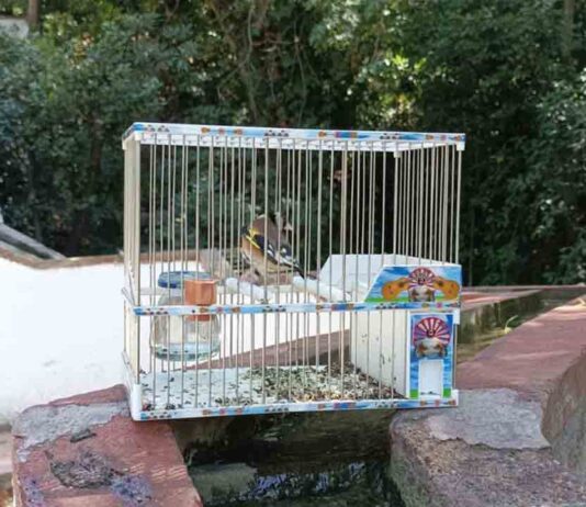 Denunciados cazadores furtivos de pájaros en Montjuïc Denunciados cazadores furtivos de pájaros en Montjuïc