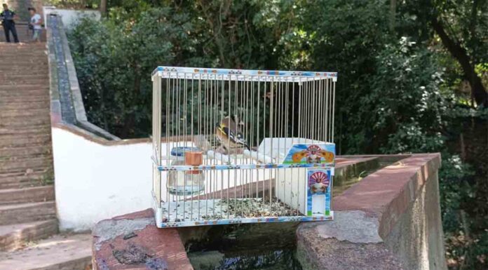 Denunciados cazadores furtivos de pájaros en Montjuïc Denunciados cazadores furtivos de pájaros en Montjuïc