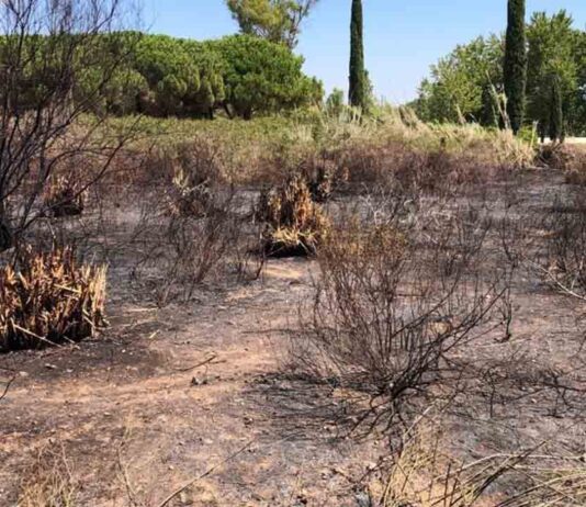 Detienen a un hombre acusado de provocar nueve incendios en el Prat de Llobregat Detienen a un hombre acusado de provocar nueve incendios en el Prat de Llobregat
