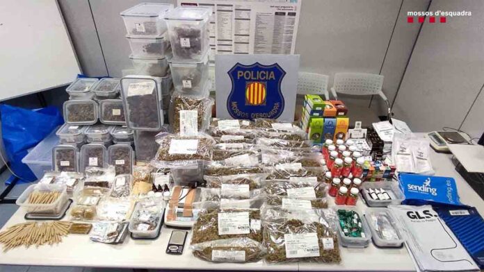 Dos detenidos en Badalona que tenían montado un laboratorio de cannabis en la vivienda