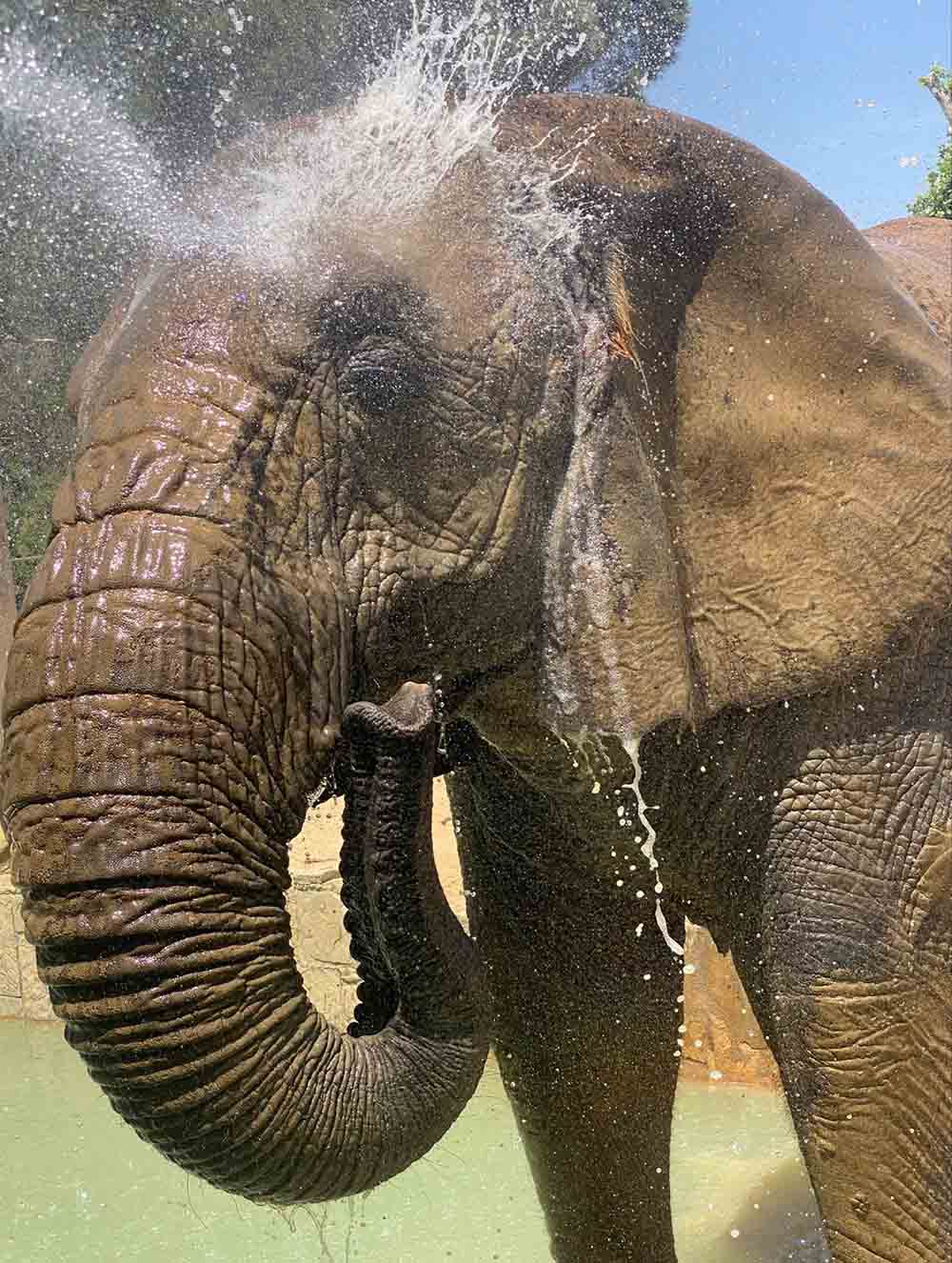 El Zoo de Barcelona adapta los cuidados de los animales en los meses de calor