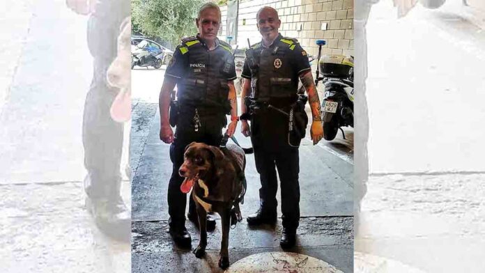 La Guardia Urbana rescata a un perro abandonado en un piso de Ciutat Vella