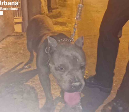 La Guàrdia Urbana rescata un perro atado en un patio sin agua ni comida La Guàrdia Urbana rescata un perro atado en un patio sin agua ni comida