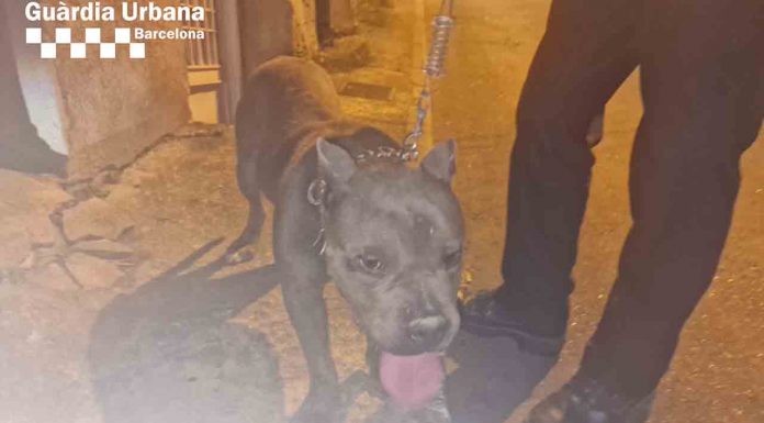 La Guàrdia Urbana rescata un perro atado en un patio sin agua ni comida La Guàrdia Urbana rescata un perro atado en un patio sin agua ni comida