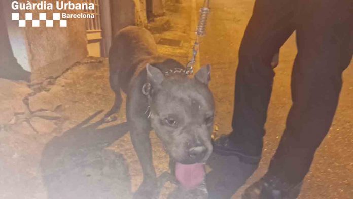 La Guàrdia Urbana rescata un perro atado en un patio sin agua ni comida