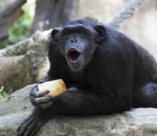 El Zoo de Barcelona adapta los cuidados de los animales en los meses de calor El Zoo de Barcelona adapta los cuidados de los animales en los meses de calor