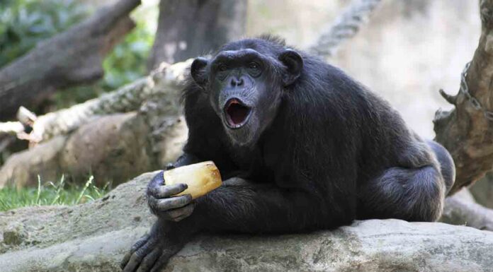 El Zoo de Barcelona adapta los cuidados de los animales en los meses de calor El Zoo de Barcelona adapta los cuidados de los animales en los meses de calor