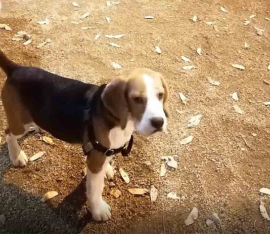 Nueva Área de Recreo de Perros en el Parque de la Estación del Norte Nueva Área de Recreo de Perros en el Parque de la Estación del Norte