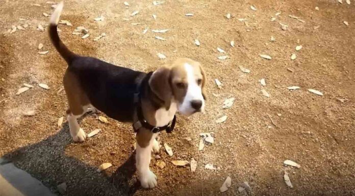 Nueva Área de Recreo de Perros en el Parque de la Estación del Norte Nueva Área de Recreo de Perros en el Parque de la Estación del Norte